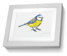 Blue Tit framed print bird painting fine art print