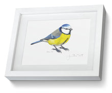 Blue Tit framed print bird painting fine art print