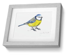 Blue Tit bird painting framed fine art print
