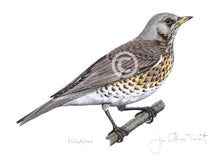 Fieldfare bird painting fine art print