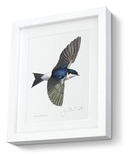 framed print House Martin bird painting fine art print