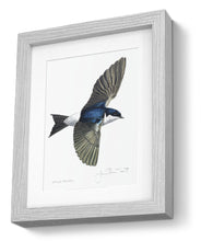 framed print House Martin bird painting fine art print