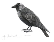 Jackdaw bird painting fine art print