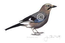 European Jay bird painting fine art print