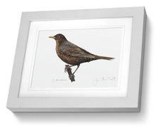 Female Blackbird framed print bird painting fine art
