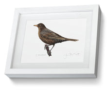 Female Blackbird framed print bird painting fine art