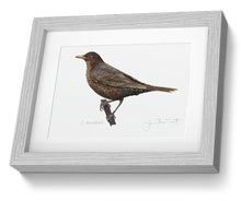 Female Blackbird framed print bird painting fine art