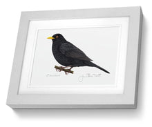 Framed Male Blackbird Print Hand Painted Art Print