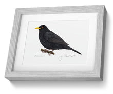 Framed Male Blackbird Print Hand Painted Art Print