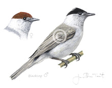 Blackcap Bird Painting fine art print