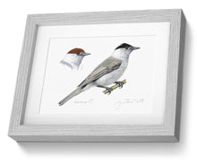 Framed print Blackcap painting