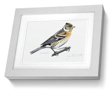 brambling grey framed bird painting fine art print