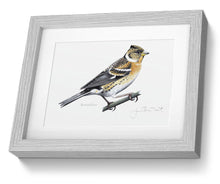 Brambling framed print bird painting fine art print