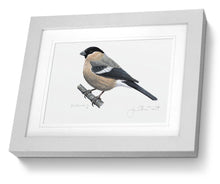 Female Bullfich framed print bird painting fine art