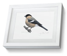 Female Bullfich framed print bird painting fine art