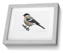 Female Bullfich framed print bird painting fine art
