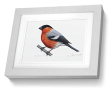 Framed Male Bullfinch Print Bird Painting Art Print