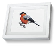 Framed Male Bullfinch Print Bird Painting Art Print