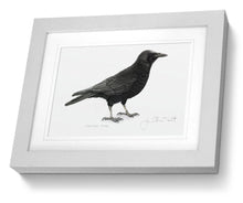 Carrion Crow bird grey framed painting fine art print