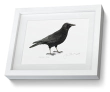 Carrion Crow bird white framed painting fine art print
