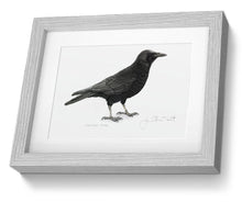 Carrion Crow framed print bird painting fine art print