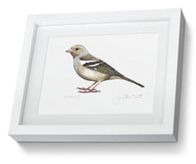 Female Chaffinch framed print bird painting fine art