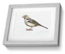 Female Chaffinch framed print bird painting fine art