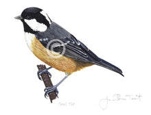 Coal Tit bird painting fine art print