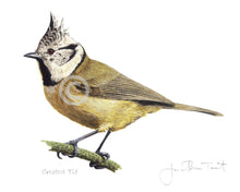 Crested Tit bird painting fine art print
