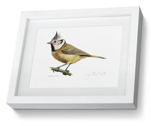 Crested Tit framed print bird painting fine art