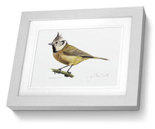 Crested Tit grey framed print bird painting fine art