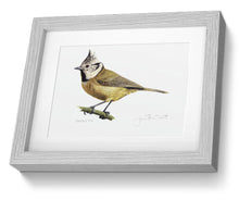 Crested Tit framed print bird painting fine art