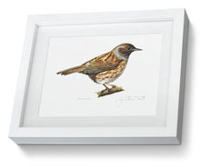 Dunnock framed print bird painting fine art