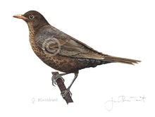 Female blackbird  bird painting fine art print