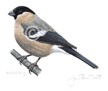 Female Bullfich bird painting fine art print