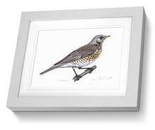 Fieldfare framed print  bird painting fine art