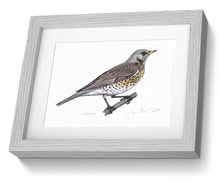 Fieldfare framed print  bird painting fine art