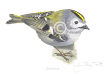 Goldcrest bird painting fine art print