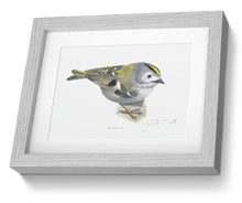 Goldcrest Framed bird print bird painting fine art