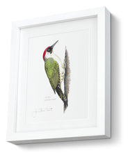 Green Woodpecker framed print bird painting fine art print