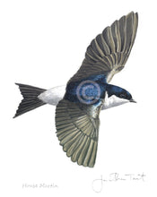 House Martin bird painting fine art print