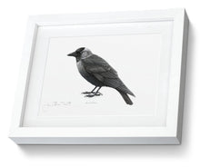 Jackdaw Framed Print bird painting fine art print