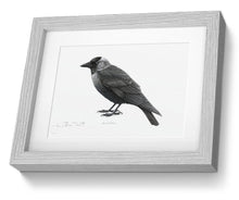 Jackdaw Framed Print bird painting fine art print