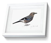 European Jay framed print bird painting fine art
