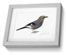 European Jay framed print bird painting fine art