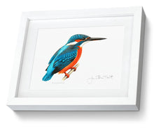 Kingfisher (Common) (Alcedo Atthis) fine art bird painting print