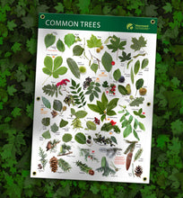 Leaf Identification tree identification waterproof poster Outdoor Banner A1