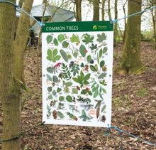 Leaf Identification tree identification waterproof poster Outdoor Banner A1