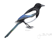 Magpie Bird Painting Art Print Notts County Newcastle United Gift