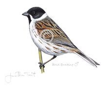 Male Reed Bunting Bird Painting Art Print